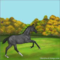 Horse Color:Blue Roan 