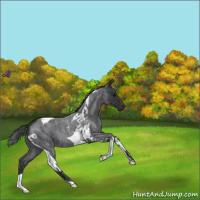 Horse Color:Blue Roan Tobiano