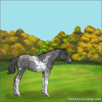 Horse Color:Blue Roan Tobiano Rabicano 