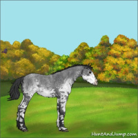 Horse Color:White Spotted Blue Roan