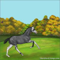 Horse Color:Blue Roan Splash 