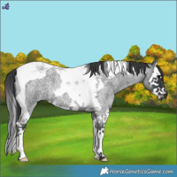 Horse Color:Blue Roan Splash Tobiano 