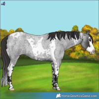 Horse Color:Smoky Blue Roan Splash Tobiano