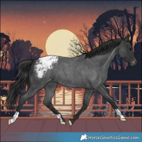 Horse Color:Blue Roan Appaloosa