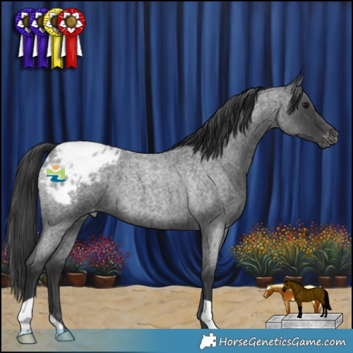 Horse Color:Blue Roan Appaloosa 