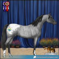 Horse Color:Blue Roan Appaloosa 