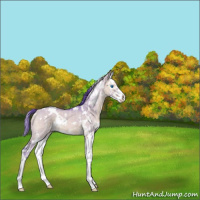 Horse Color:Watercolor White Spotted Bay Ice Dun Splash 