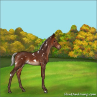 Horse Color:White Spotted Silver Brown Rabicano