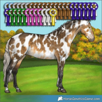 Horse Color:Gray White Spotted Silver Buckskin Dun Appaloosa Brindle 