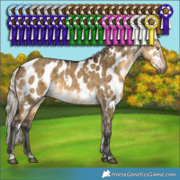Horse Color:Gray White Spotted Silver Buckskin Dun Appaloosa Brindle