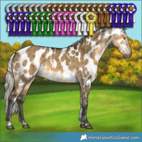 Horse Color:Gray White Spotted Silver Buckskin Dun Appaloosa Brindle 