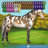 Horse Color:Gray White Spotted Silver Buckskin Dun Appaloosa Brindle 