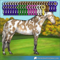 Horse Color:Gray White Spotted Silver Buckskin Dun Appaloosa Brindle