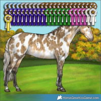 Horse Color:Gray White Spotted Silver Buckskin Dun Appaloosa Brindle 