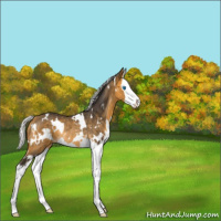 Horse Color:White Spotted Silver Buckskin Splash Rabicano