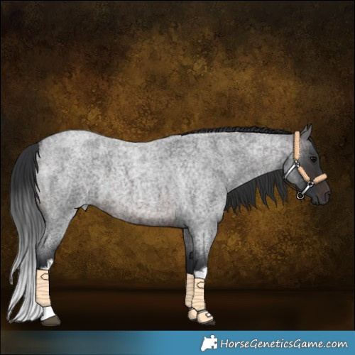 Horse Color:White Spotted Brown Roan 