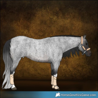 Horse Color:White Spotted Brown Roan 