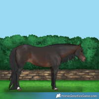 Horse Color:Bay 