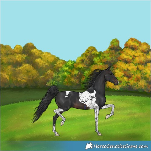 Horse Color:Brown Tobiano 