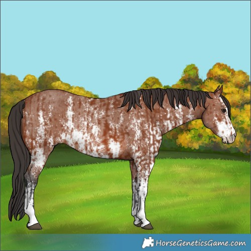 Horse Color:Bay Sabino Rabicano  and Bay Sabino Rabicano 