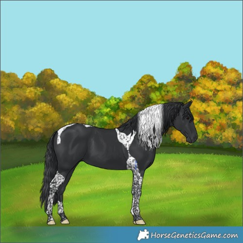 Horse Color:Black Tobiano 
