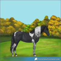 Horse Color:Black Tobiano 