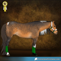 Horse Color:White Spotted Buckskin Tobiano 