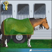 Horse Color:White Spotted Buckskin Tobiano 