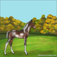 Horse Color:White Spotted Silver Brown Tobiano 