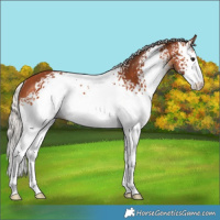 Horse Color:White Spotted Silver Bay Rabicano 