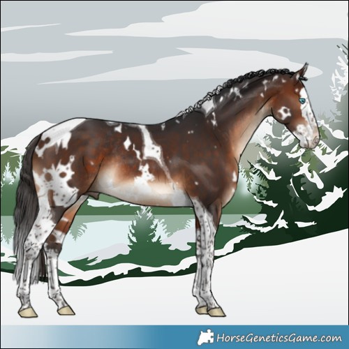 Horse Color:White Spotted Brown Splash Tobiano Rabicano 