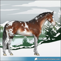 Horse Color:White Spotted Brown Splash Tobiano Rabicano 