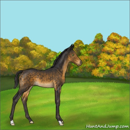 Horse Color:Buckskin Rabicano 