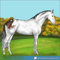Horse Color:White Spotted Bay Splash 