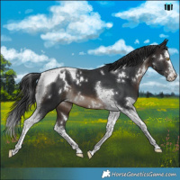 Horse Color:White Spotted Brown Splash Tobiano