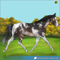 Horse Color:White Spotted Brown Splash Tobiano 