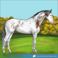 Horse Color:Brown Splash Tobiano Rabicano
