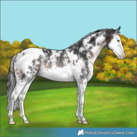Horse Color:White Spotted Brown Sabino Splash Rabicano 