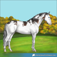 Horse Color:White Spotted Brown Sabino Splash
