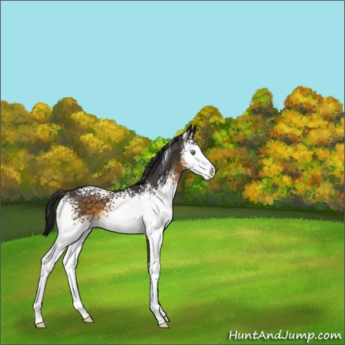 Horse Color:White Spotted Buckskin