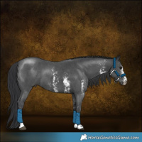Horse Color:Black Sabino