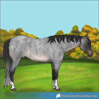 Horse Color:Brown Roan Tobiano Rabicano 