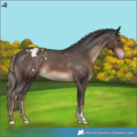 Horse Color:Liver Chestnut Mushroom Appaloosa 