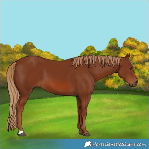 Horse Color:Chestnut 