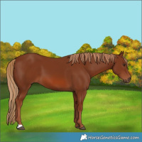 Horse Color:Chestnut 