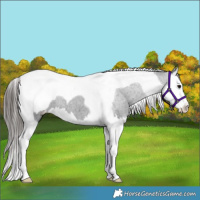 Horse Color:Black Splash Tobiano Snowcap 