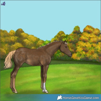 Horse Color:Chocolate Palomino Mushroom 