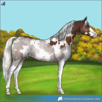 Horse Color:White Spotted Liver Chestnut Mushroom