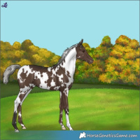 Horse Color:White Spotted Liver Chestnut Mushroom Varnish 