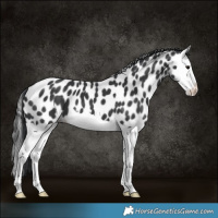 Horse Color:Black Splash Appaloosa 